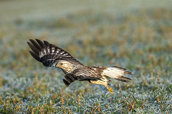 Rauhfußbussard (Buteo lagopus)