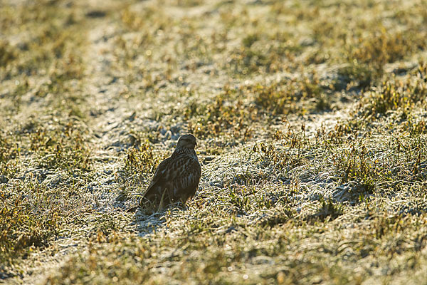 Rauhfußbussard (Buteo lagopus)