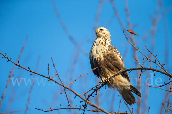 Rauhfußbussard (Buteo lagopus)