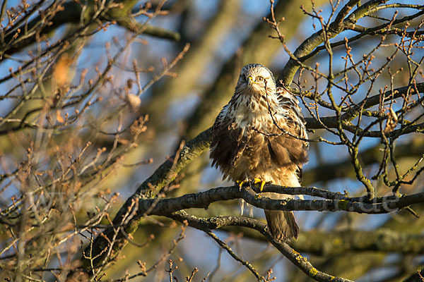 Rauhfußbussard (Buteo lagopus)