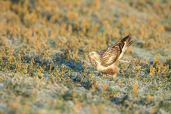 Rauhfußbussard (Buteo lagopus)