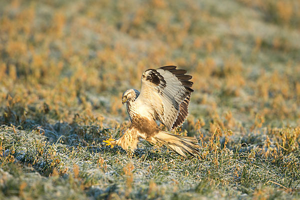 Rauhfußbussard (Buteo lagopus)