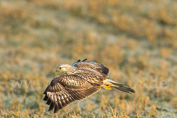 Rauhfußbussard (Buteo lagopus)