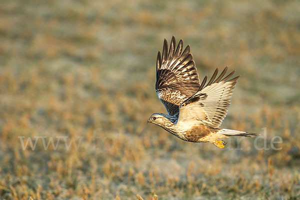 Rauhfußbussard (Buteo lagopus)