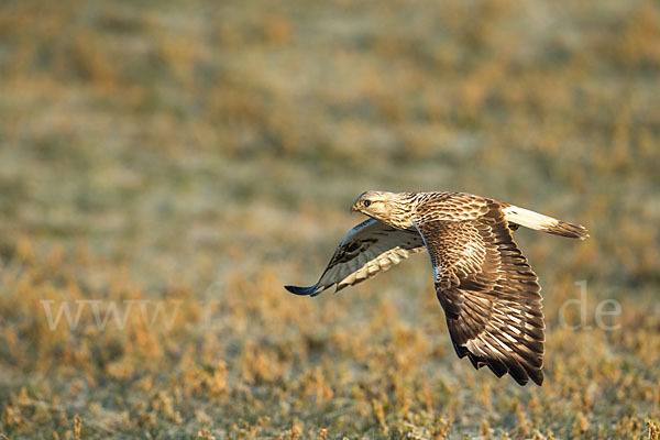 Rauhfußbussard (Buteo lagopus)