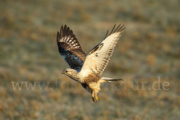 Rauhfußbussard (Buteo lagopus)