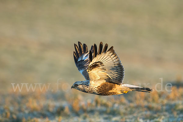 Rauhfußbussard (Buteo lagopus)