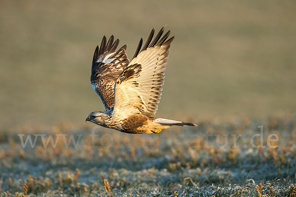 Rauhfußbussard (Buteo lagopus)