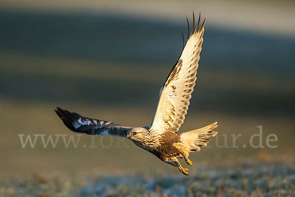 Rauhfußbussard (Buteo lagopus)