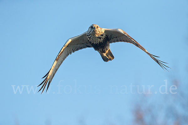 Rauhfußbussard (Buteo lagopus)