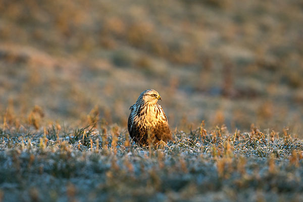 Rauhfußbussard (Buteo lagopus)