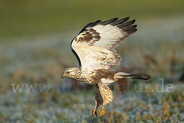 Rauhfußbussard (Buteo lagopus)