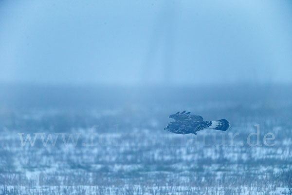 Rauhfußbussard (Buteo lagopus)