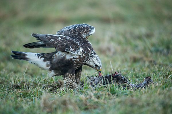 Rauhfußbussard (Buteo lagopus)