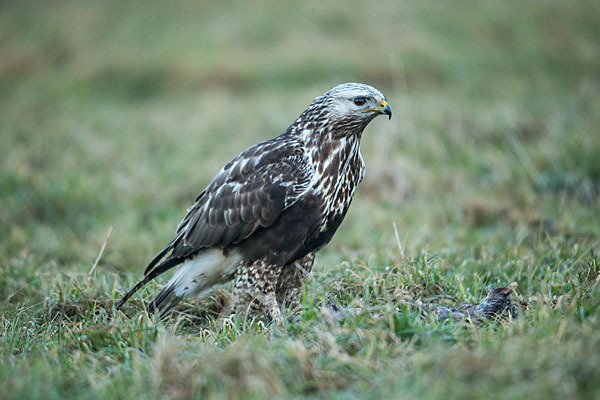 Rauhfußbussard (Buteo lagopus)