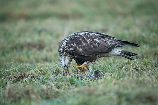 Rauhfußbussard (Buteo lagopus)