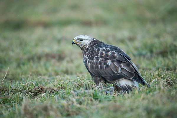 Rauhfußbussard (Buteo lagopus)