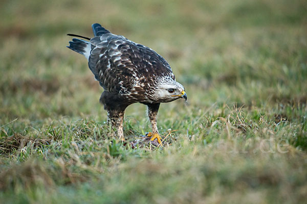 Rauhfußbussard (Buteo lagopus)