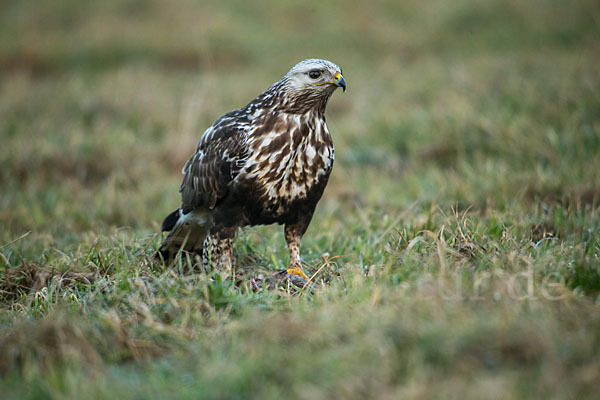 Rauhfußbussard (Buteo lagopus)