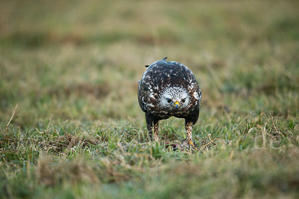 Rauhfußbussard (Buteo lagopus)