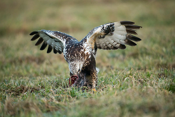 Rauhfußbussard (Buteo lagopus)