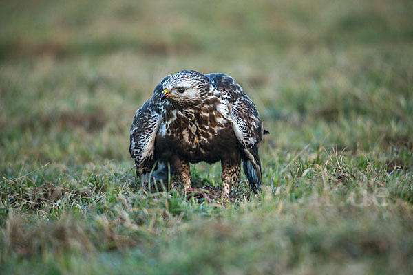 Rauhfußbussard (Buteo lagopus)