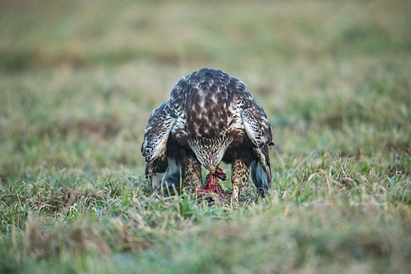 Rauhfußbussard (Buteo lagopus)