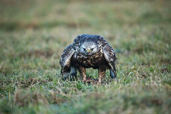 Rauhfußbussard (Buteo lagopus)