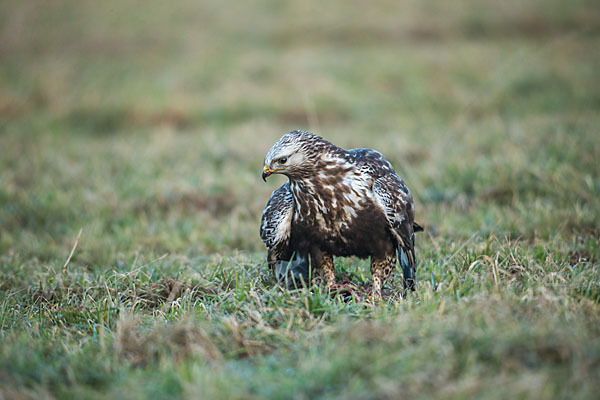 Rauhfußbussard (Buteo lagopus)