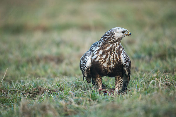 Rauhfußbussard (Buteo lagopus)