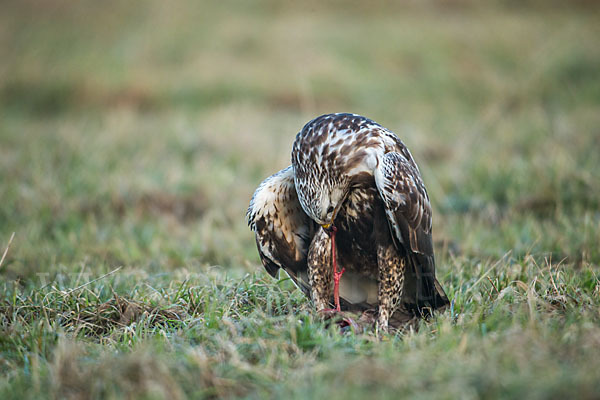 Rauhfußbussard (Buteo lagopus)