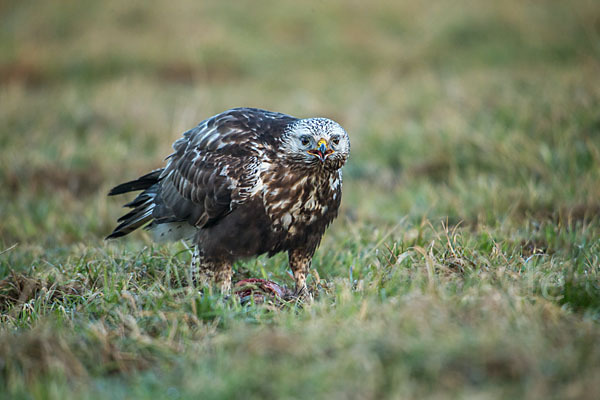 Rauhfußbussard (Buteo lagopus)