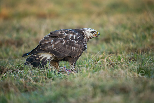 Rauhfußbussard (Buteo lagopus)