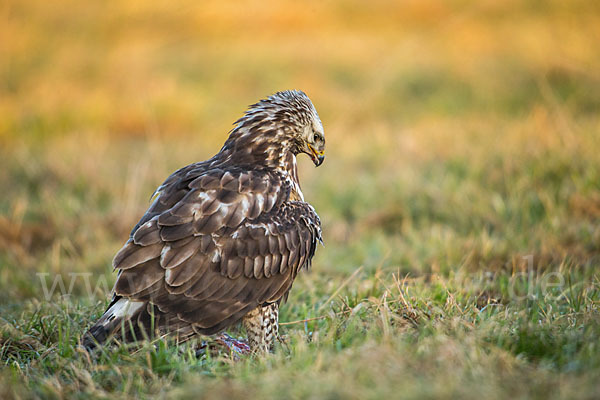 Rauhfußbussard (Buteo lagopus)