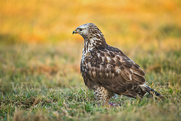 Rauhfußbussard (Buteo lagopus)