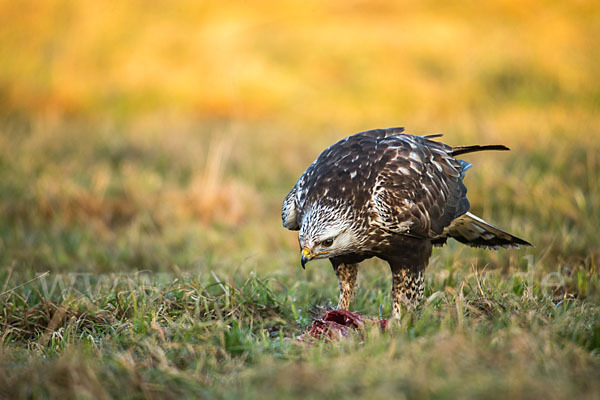 Rauhfußbussard (Buteo lagopus)