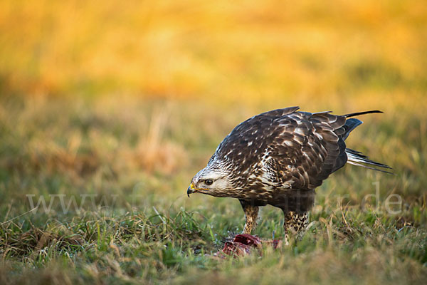 Rauhfußbussard (Buteo lagopus)