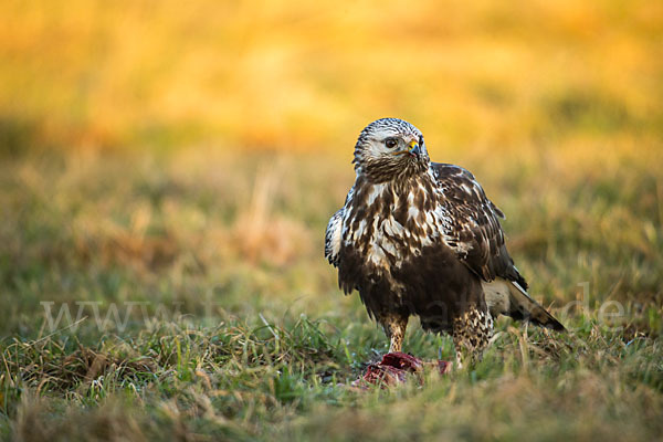 Rauhfußbussard (Buteo lagopus)