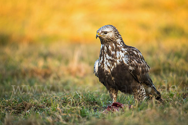 Rauhfußbussard (Buteo lagopus)