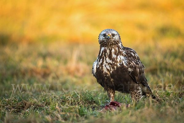 Rauhfußbussard (Buteo lagopus)