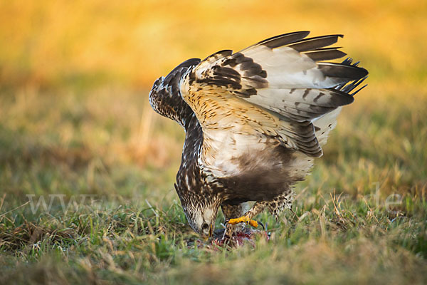 Rauhfußbussard (Buteo lagopus)