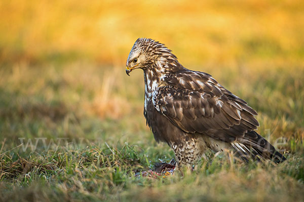 Rauhfußbussard (Buteo lagopus)