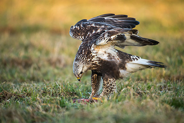 Rauhfußbussard (Buteo lagopus)