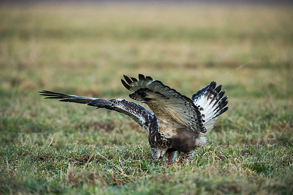 Rauhfußbussard (Buteo lagopus)