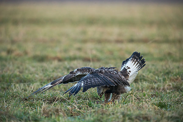 Rauhfußbussard (Buteo lagopus)