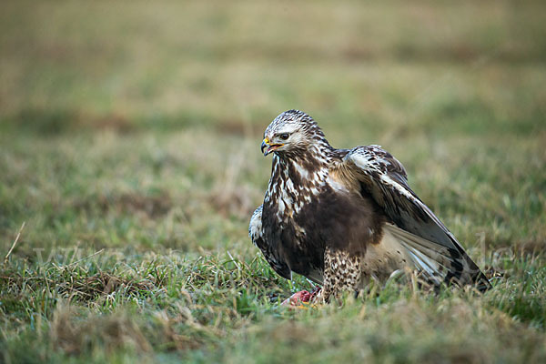 Rauhfußbussard (Buteo lagopus)