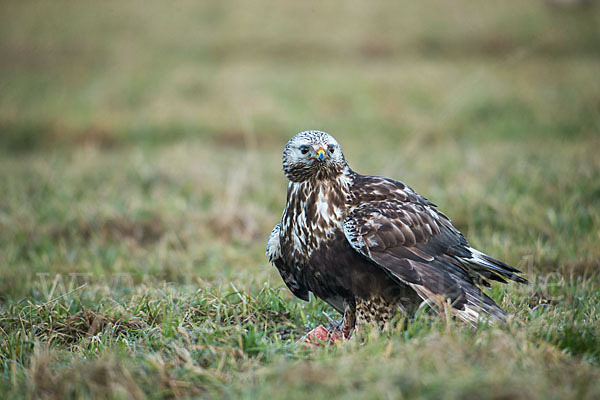 Rauhfußbussard (Buteo lagopus)