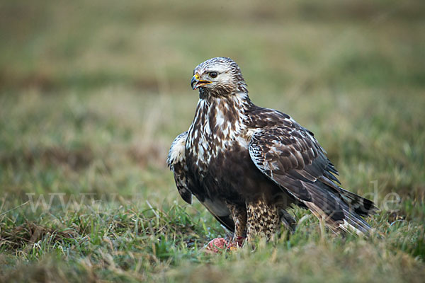 Rauhfußbussard (Buteo lagopus)