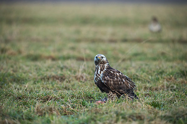 Rauhfußbussard (Buteo lagopus)