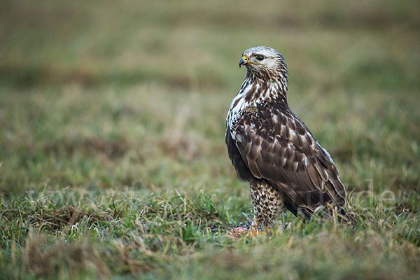 Rauhfußbussard (Buteo lagopus)